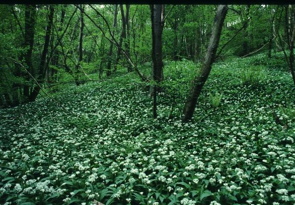 Trees and garlic on woodland floor