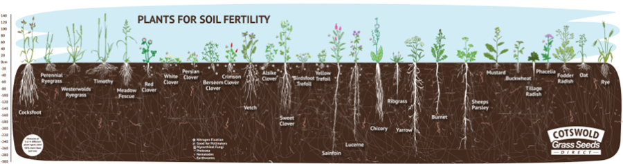 Image showing the depth of wild flower plants roots systems