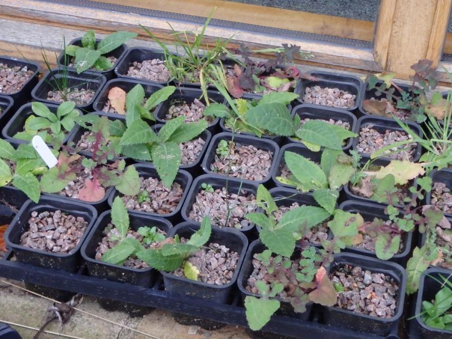 plug plants in tray