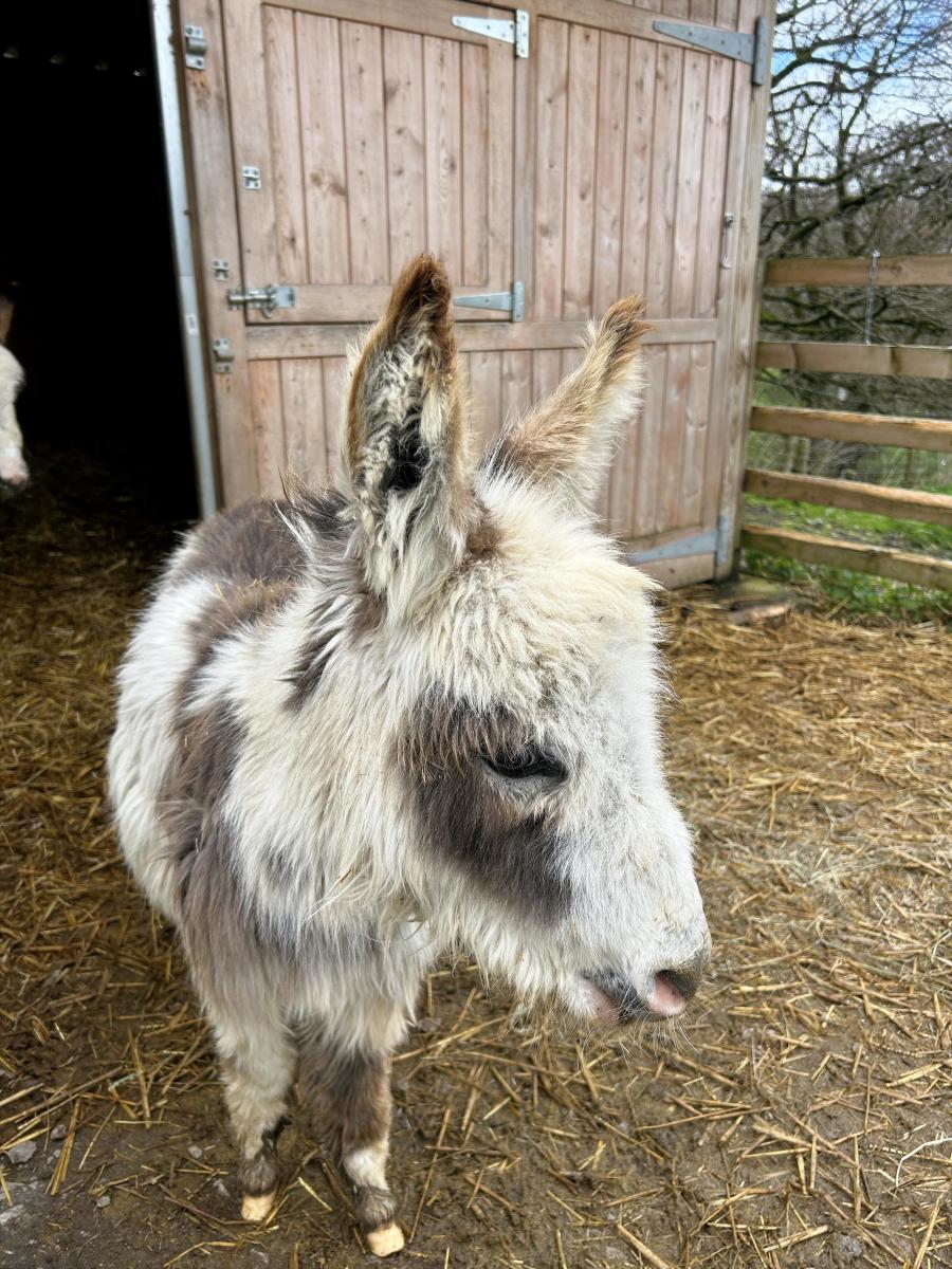 Donkey at Keasden Head Farm