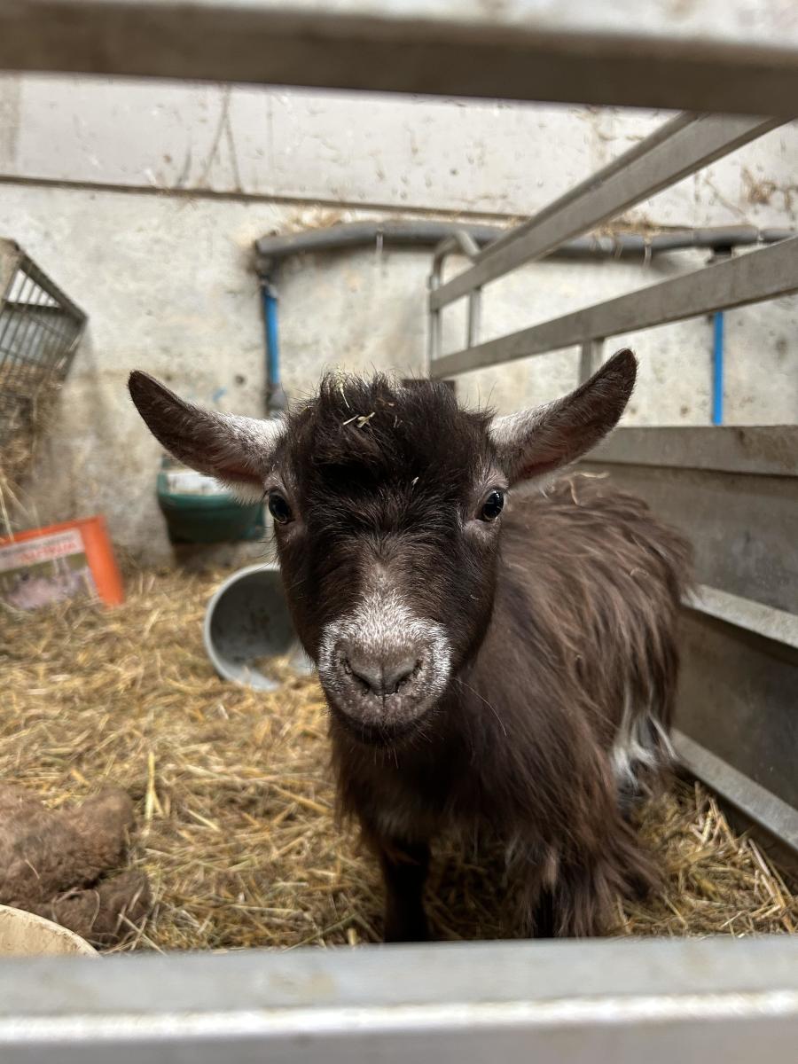 Goat at Keasden Head Farm