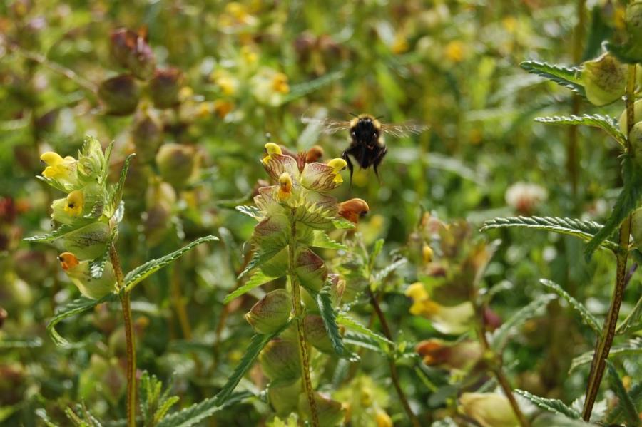 bee in a wildflower meadow