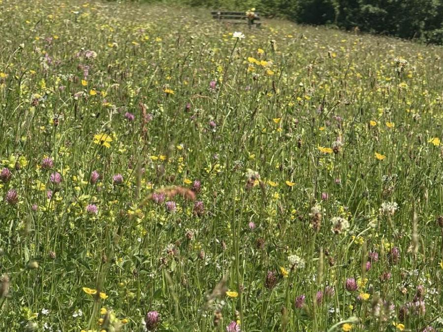 Wild flower meadow