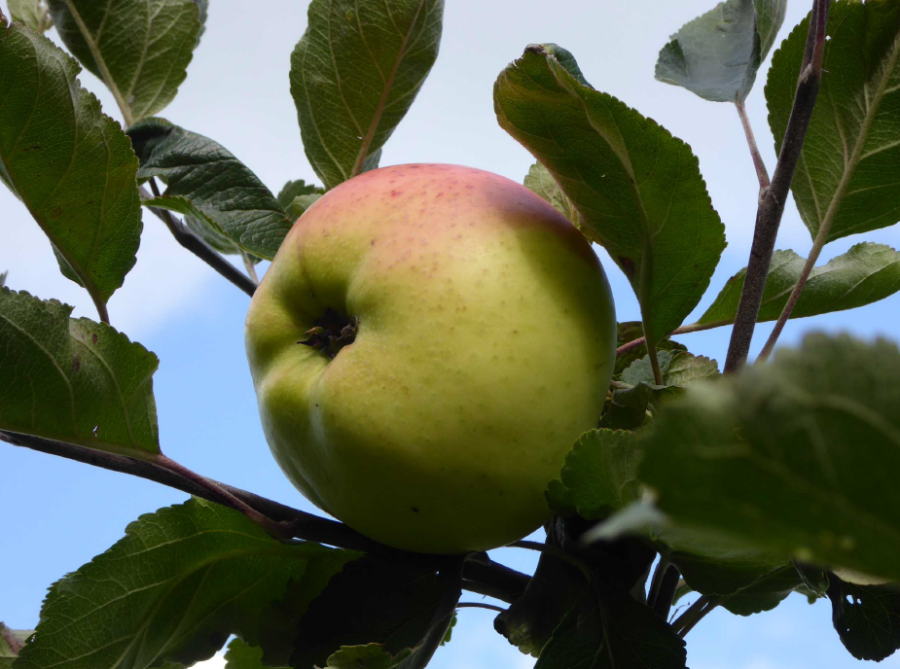 Apple Tree at Backsbottom Farm