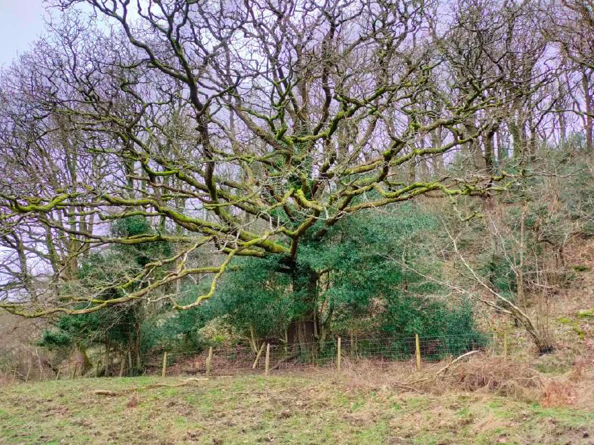 Oak tree at Backsbottom Farm