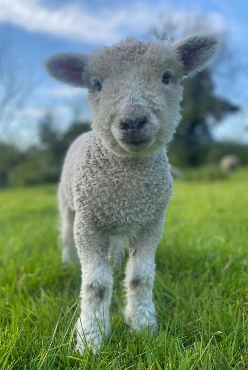 Lamb at Northwood Farm