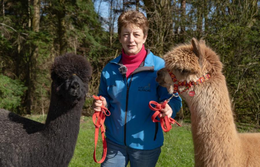 Wood End Farm alpacas