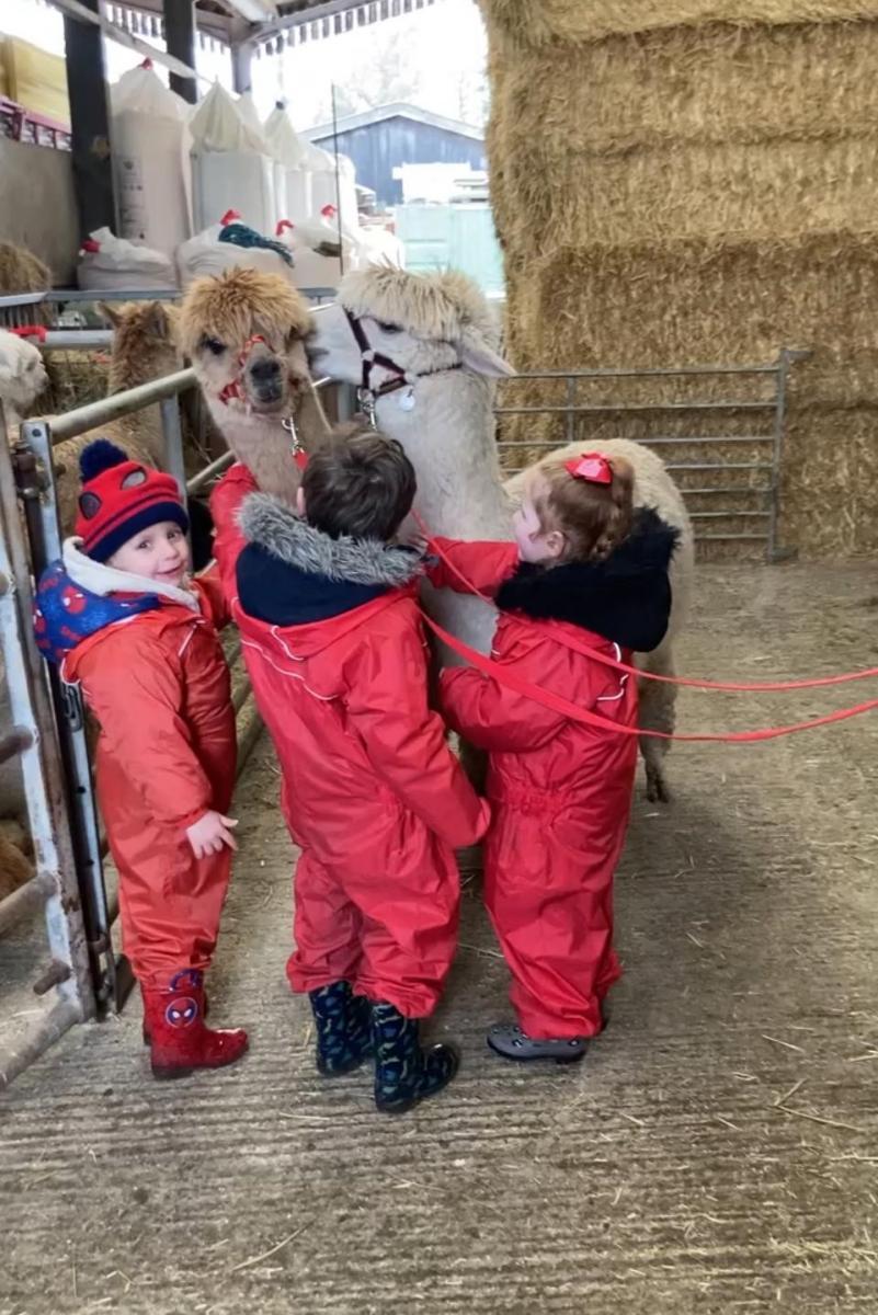 Wood End Farm alpacas