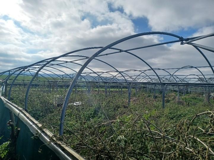 Polytunnel prior to restoration