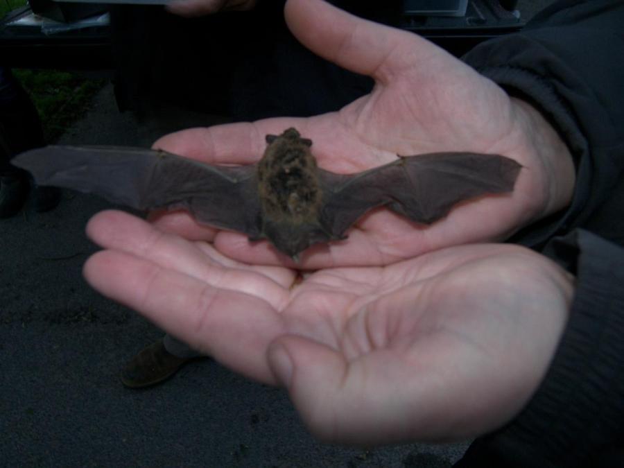 Bat_walk.jpg
