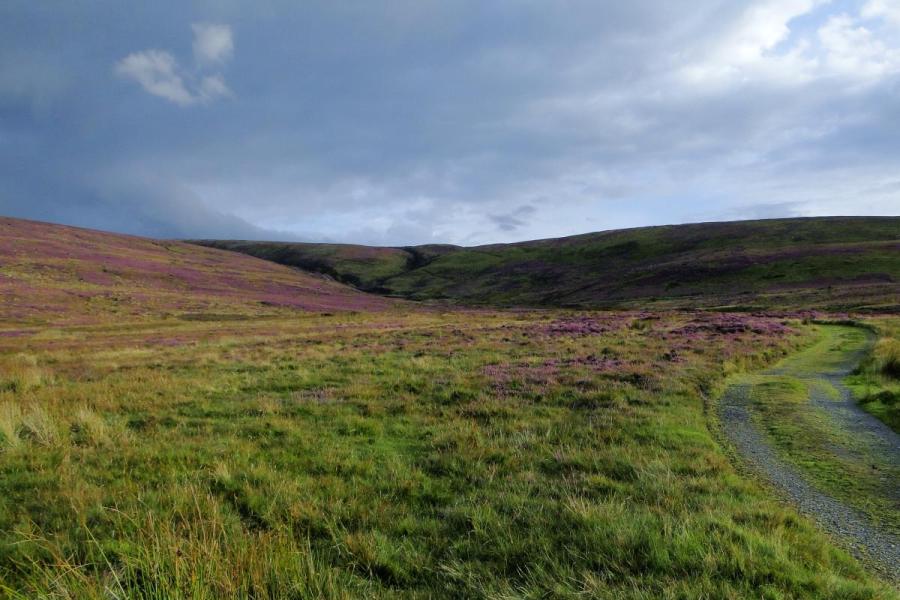 Catshaw_Fell-heather_Sept_2015.JPG