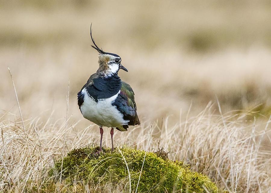Lapwing