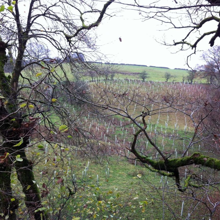 Page_10_Tree-planting_Keasden_Beck__Lune_Rivers_Trust_.JPG