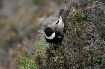 Ring Ouzel - image by Andy Hay