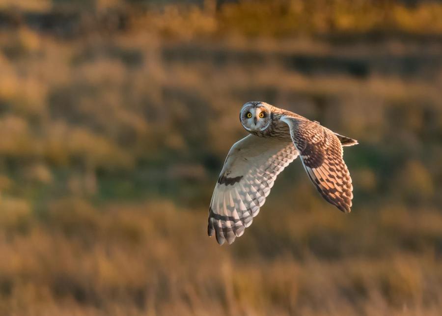 Short eared owl by Tom Wilson