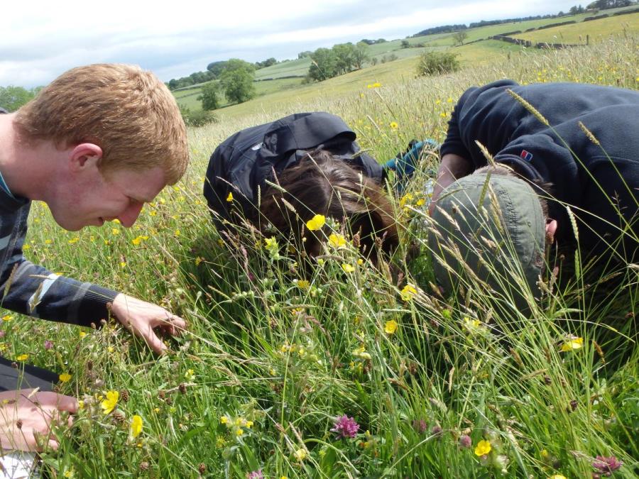 bowland_ecology_working_hard_24-6-15_0.JPG