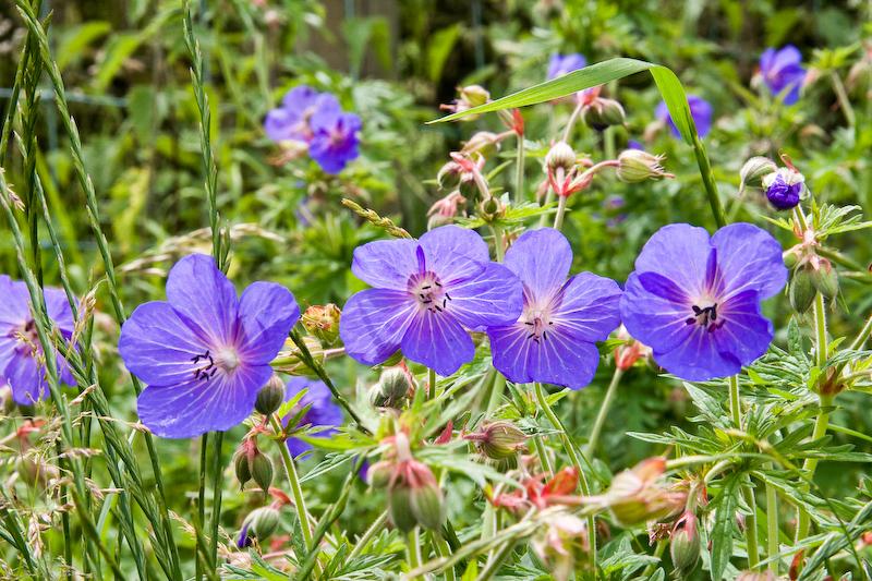Meadow Cranesbill by Graham Cooper