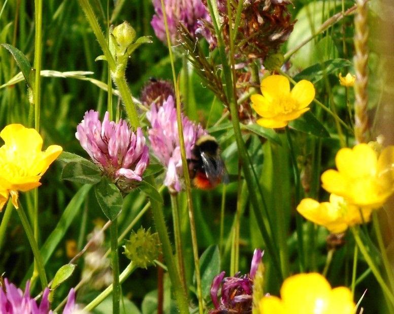 monticola_on_red_clover_0.jpg