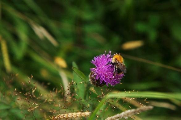 pascuorum_on_C.nigra_.jpg