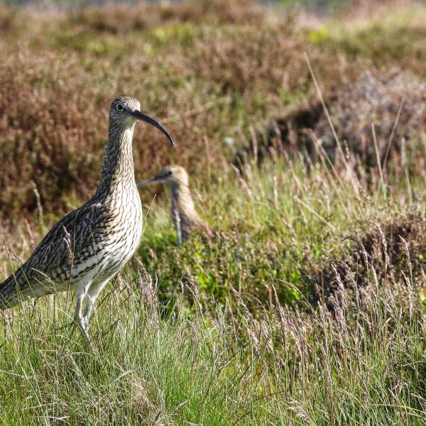 two curlews among moorland heather