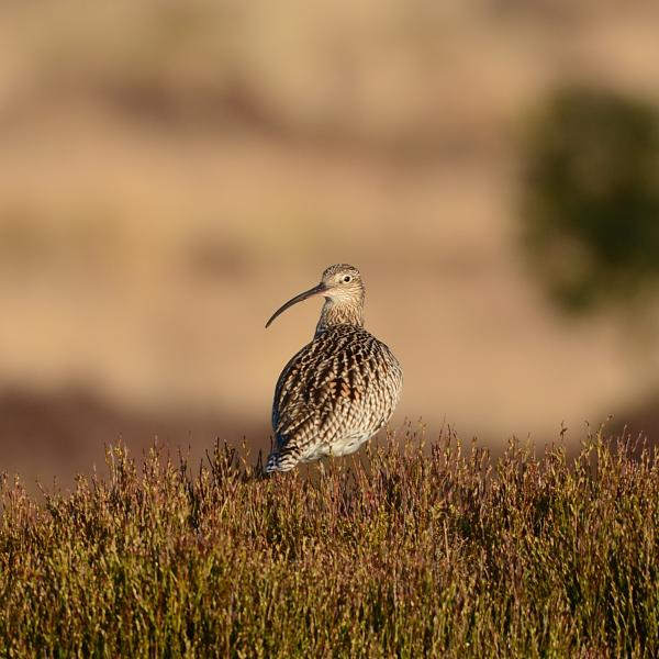 curlew sat on moorland