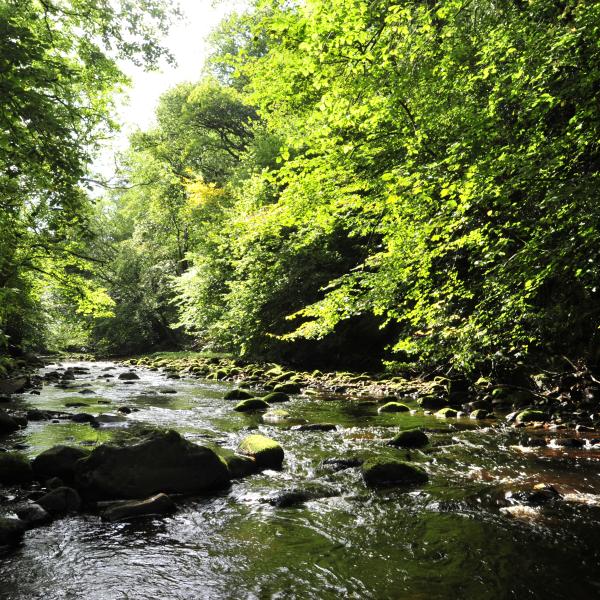river roeburn running between trees