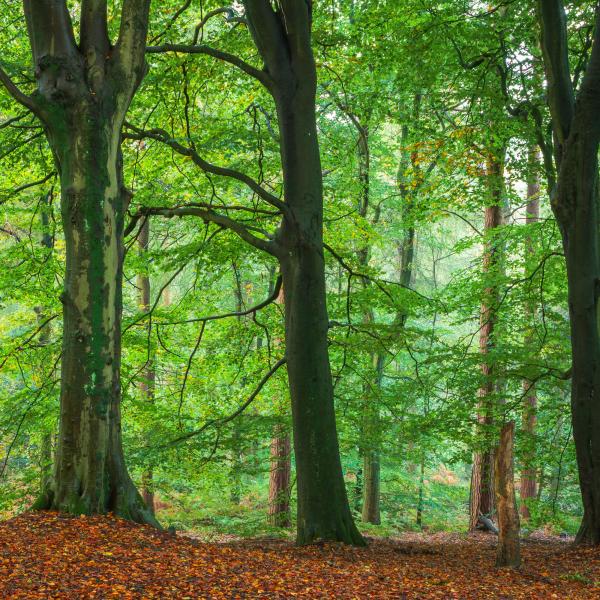 beech trees in woodland