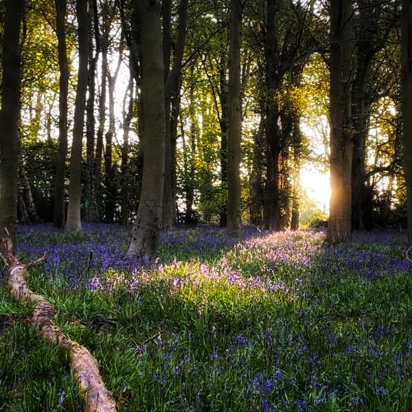 carpet of flowering bluebells in woodland with sunlight streaming in
