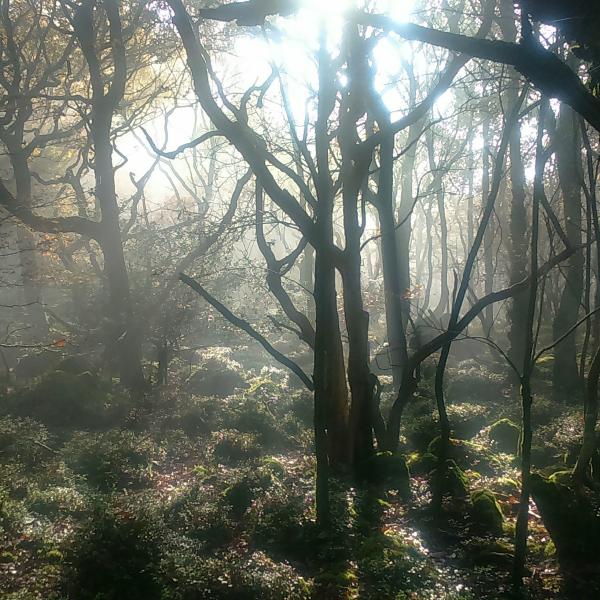 misty woodland
