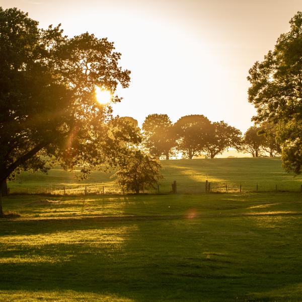 sunset over trees in a field