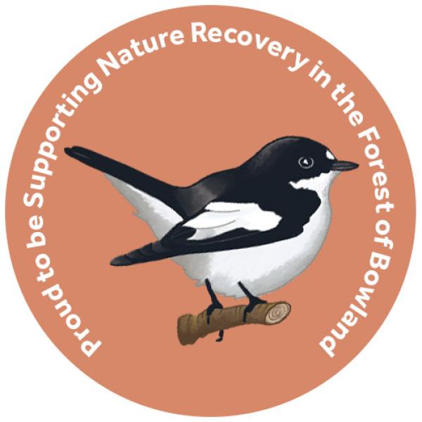 champion species badge of a pied flycatcher