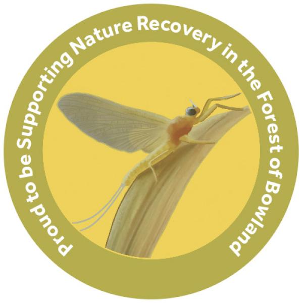 champion species badge of a yellow may dun fly