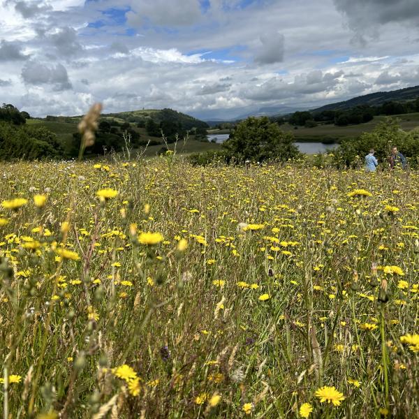 National Meadow Day - Hermitage Field