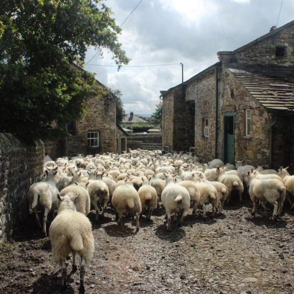 Herd of sheep at a farm in Waddington
