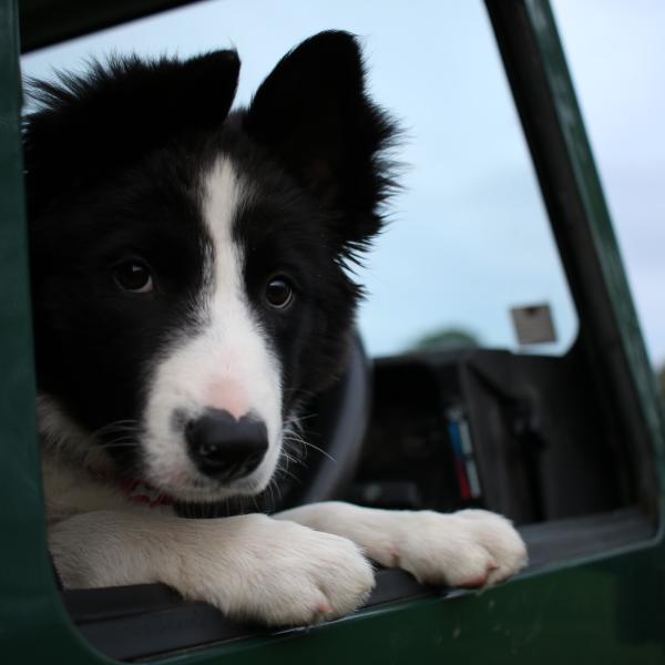 Sheepdog in landrover