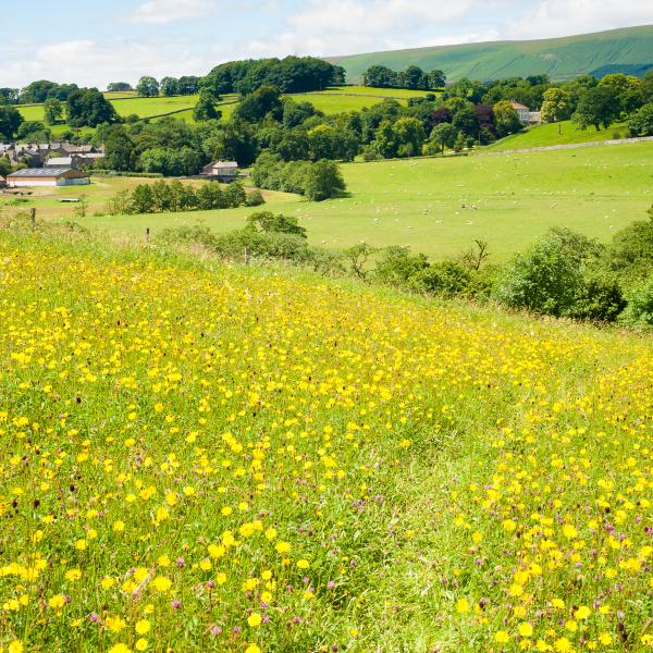 Hay Meadow at Bell Sykes, Slaidburn