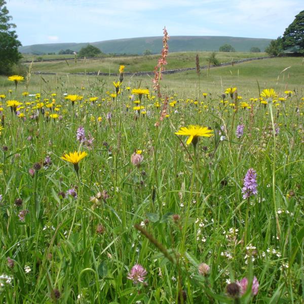 Hay meadow wildflowers