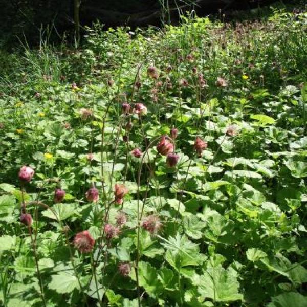 Water Avens
