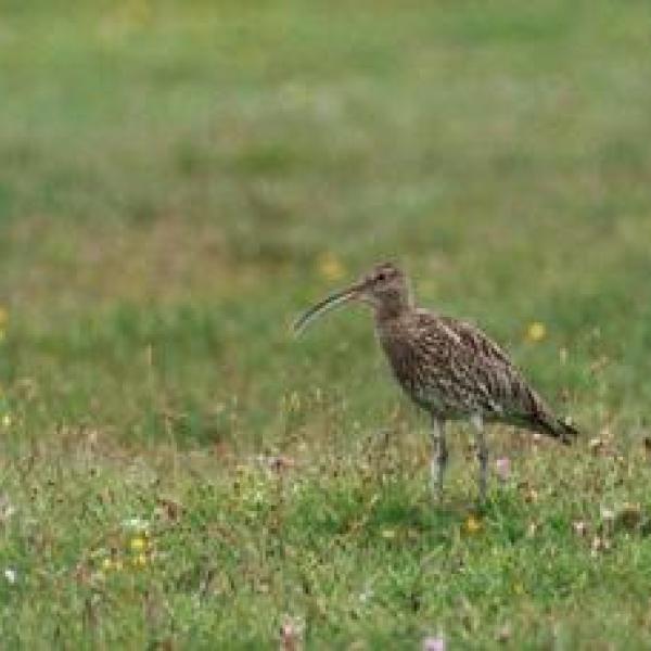 curlew