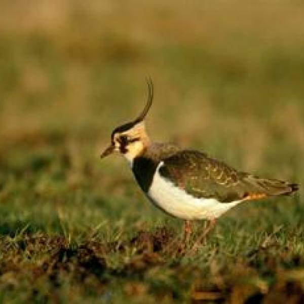 lapwing