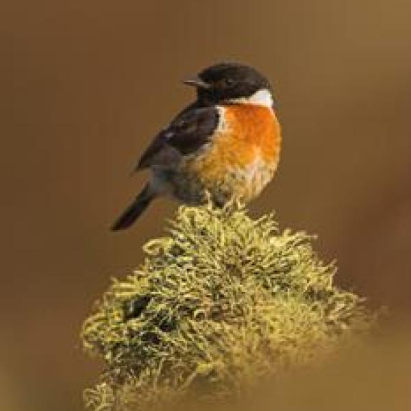 Stonechat