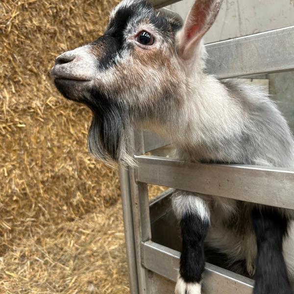 Goat at Keasden Head Farm