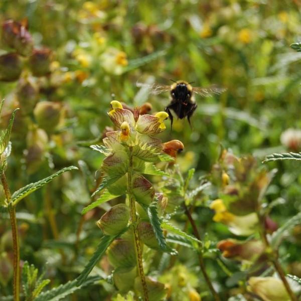 bee in a wildflower meadow