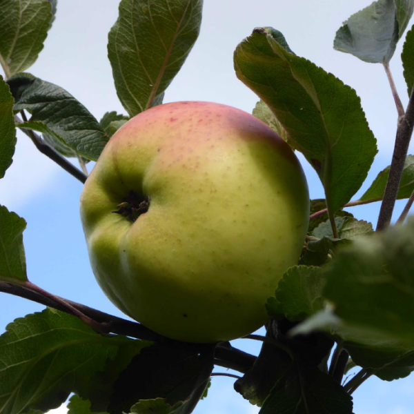 Apple Tree at Backsbottom Farm