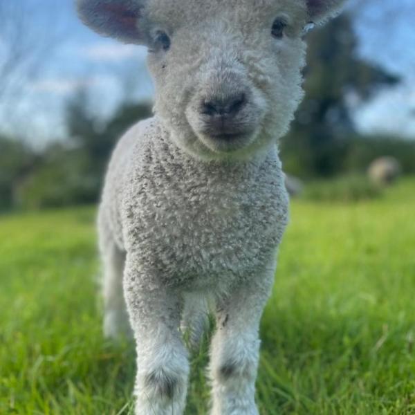 Lamb at Northwood Farm