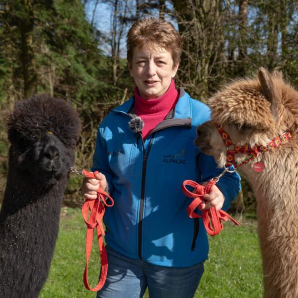 Wood End Farm alpacas