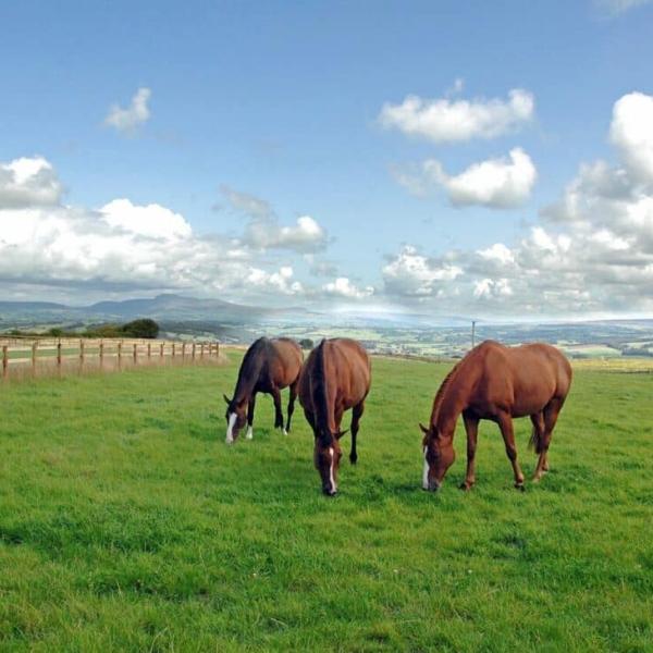 Horses at Whinney Hill Farm