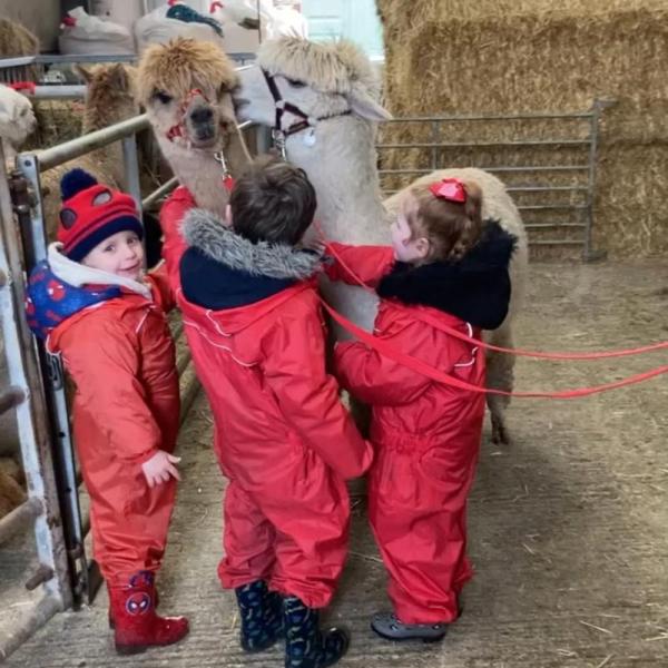 Wood End Farm alpacas
