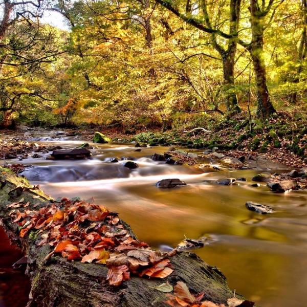river running past autumn trees