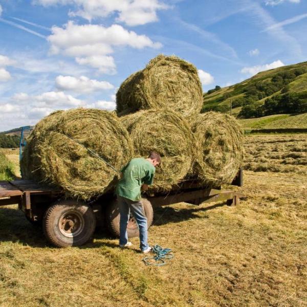 Bales on a trailer